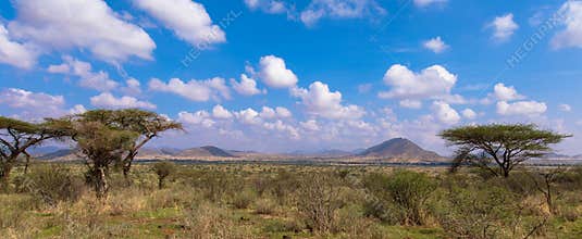Acacia Trees in Masai Mara Kenya
