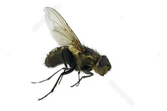 House-fly