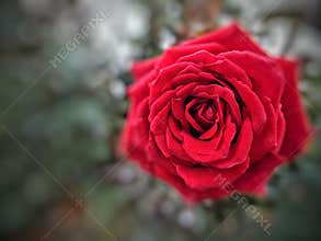Beautiful red roses convey love for Valentine& x27;s Day.