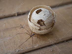 Abandoned wild wasp swarm beehive and a spider.