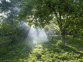 Smoke and sunny rays in the garden. Summer sun fire danger..