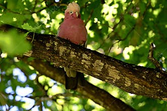 Galah parrot cockatoo bird on a tree