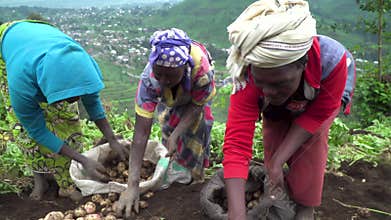 Nyundo, Rwanda, 14 May 2018 : Women harvesting and planting crops in central africa