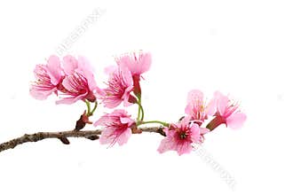 Cherry blossom , pink sakura flower