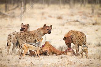 Safari Africa