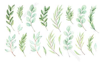 Hand drawn watercolor illustration. Botanical, vector, spring elements eucalyptus, fir-tree branches, leaves. Greenery. Floral