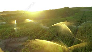 Farmland with watering. Navarre, Spain, Europe.