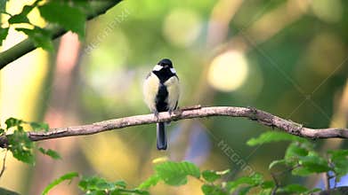 Great tit preening its plumage on a tree branch. With birdsong sounds