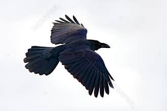 Raven flight, with catch in bill during winter, nature habitat, Japan. First snow with bird. Winter with big white black raven.