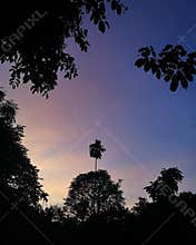 Twilight dusk evening mood in tropical forest