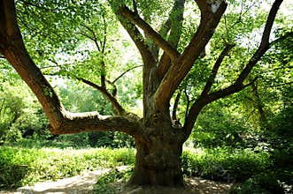 Wallpaper image with generic vegetation with tree branches in summer time in a London park