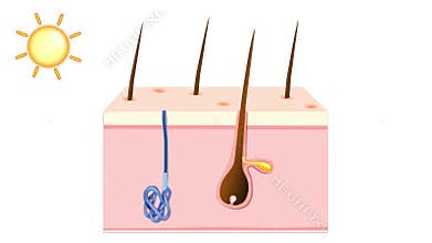 Skin in thermoregulation.