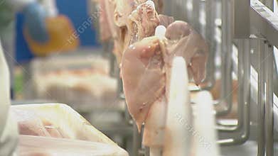 Poultry processing industry. Raw chicken meat production line.