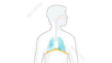 Breathing in and out. diaphragm functions in breathing.