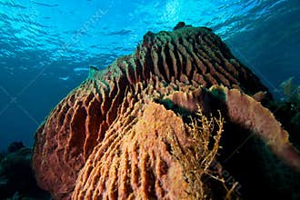 Tropical underwater mountains