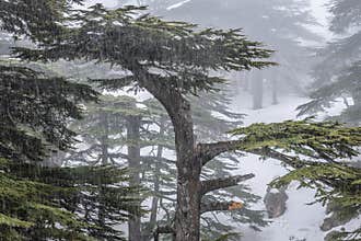 Cedars of God in Lebanon