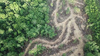 Trees cut down for deforestation