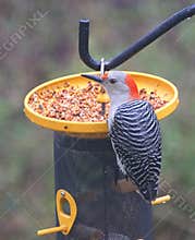 A red-bellied woodpecker eating seeds on the bird feeder