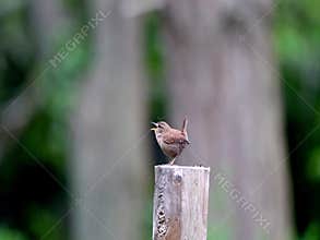 An singing wren