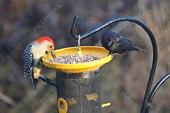 A red-bellied woodpecker and a common grackle eating seeds on the bird feeder