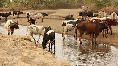 The Franciscan Mission for Humanitarian Aid - Men and children carry the cows grazing the plateau of the Village
