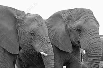 Elephant portrait