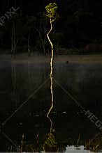 A dancing slim tree