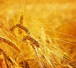 Wheat grain agriculture
