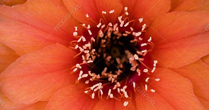 Orange Colorful Flower Timelapse of Blooming Cactus Opening