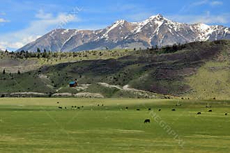 Wyoming Snow Capped Mountain Landscape with Cattle.