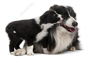 Border Collies interacting