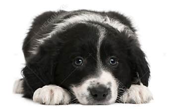 Border Collie puppy, 6 weeks old, lying