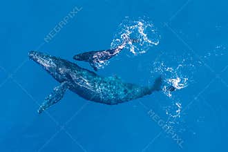Humpback whales photographed from above with aerial drone off the coast of Kapalua, Hawaii