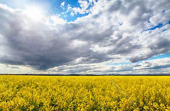 Field of rapeseed flowers with the setting sun landscape