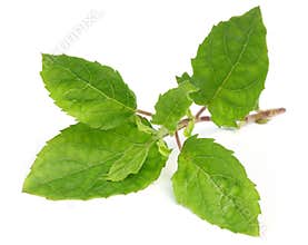 Holy basil or tulsi leaves