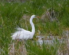 Great White Egret Sitting Near Wetland