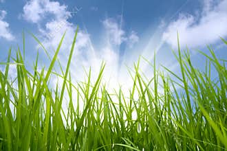 Green grass and sun