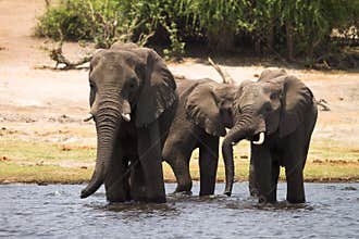 Elephants drinking