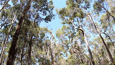 Tall trees as view from drive through a tall trees forest in South Western Australia