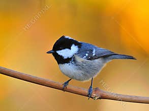 Coal tit