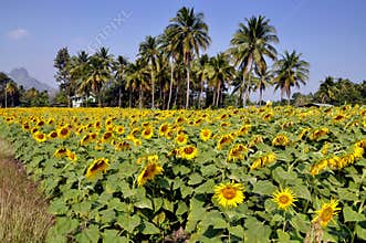 Lop Buri, Thailand: Sunflower Field