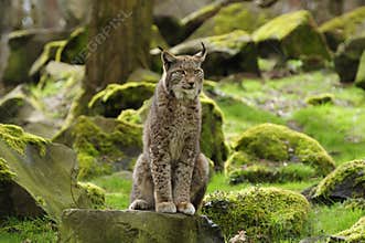 Eurasian Lynx