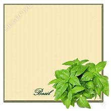 Basil Border Square Copyspace