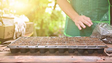 Home gardening when lock down and self-quarantine. Planting seeds in soil at botanic garden during the corona virus crisis.