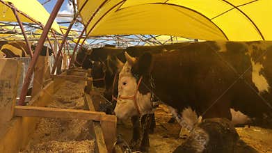 Cattles in a livestock market