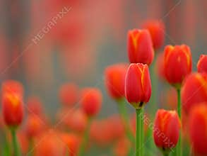 Red tulip