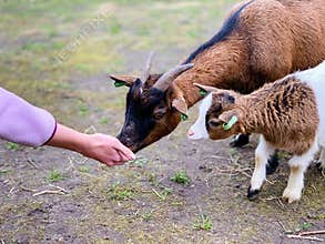 Human/Animals connection, goats, pets, animals