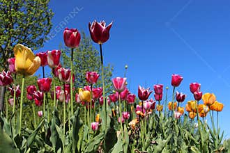 Spring Flowers Gardens