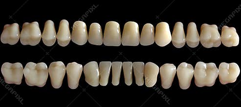Tooth