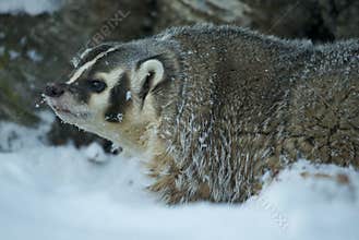 American Badger